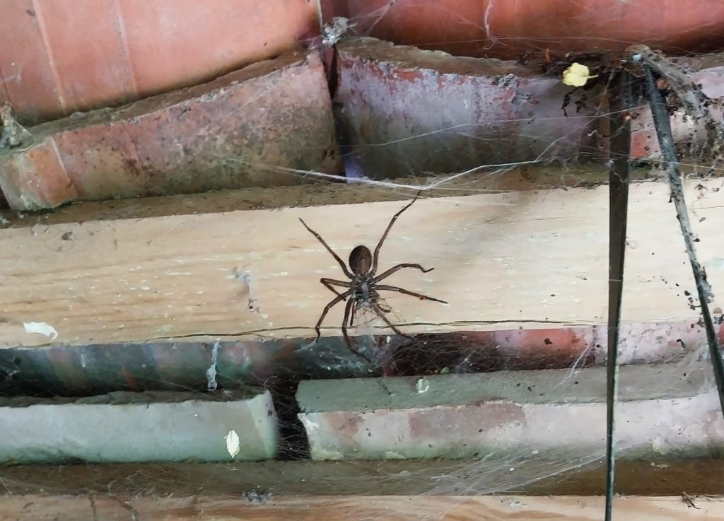 A giant juicy spider eating an Alien Spider. How the tables have turned!