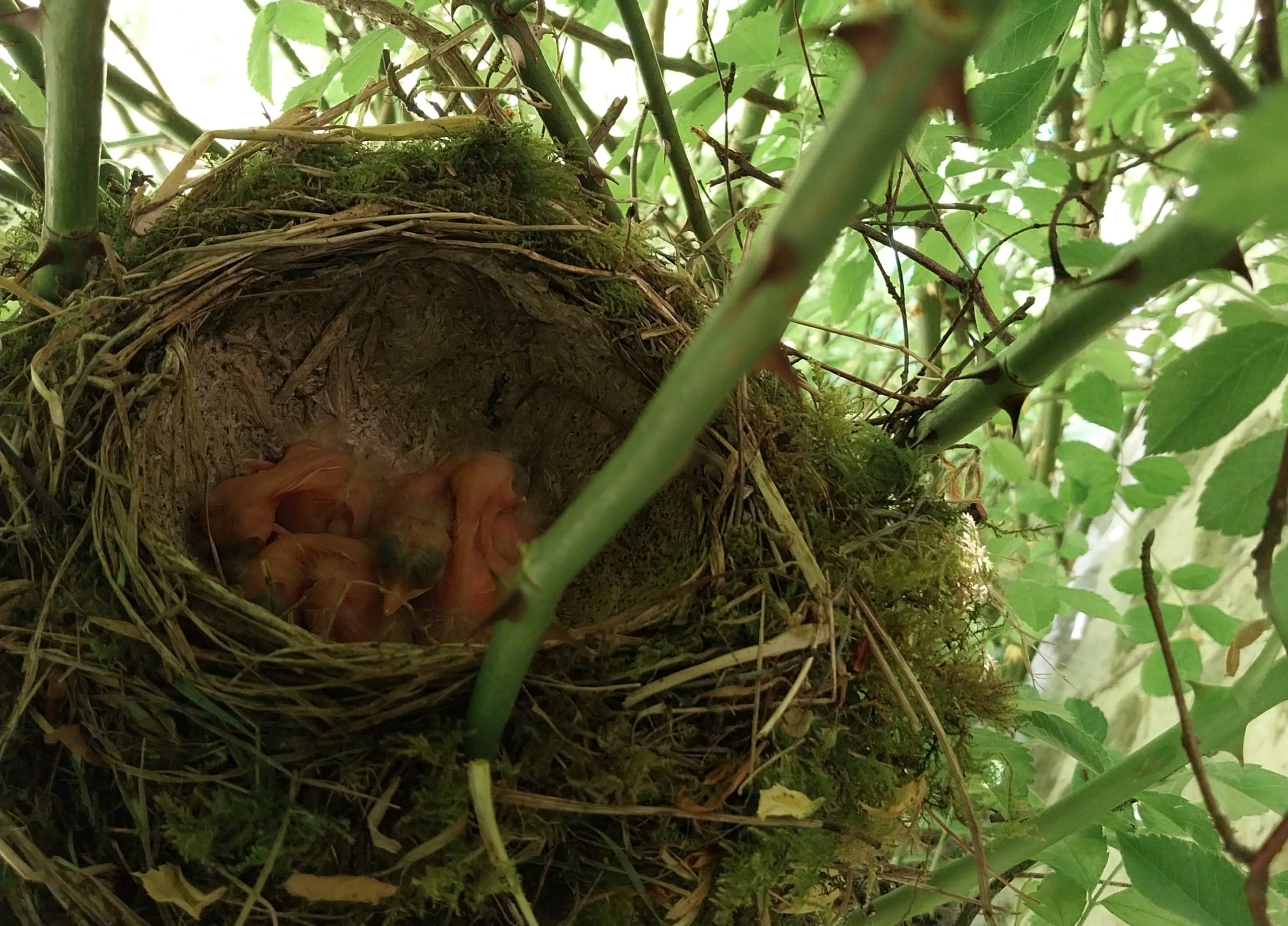 A nest containing four ugly baby birds. They have no feathers and their eyes are closed.