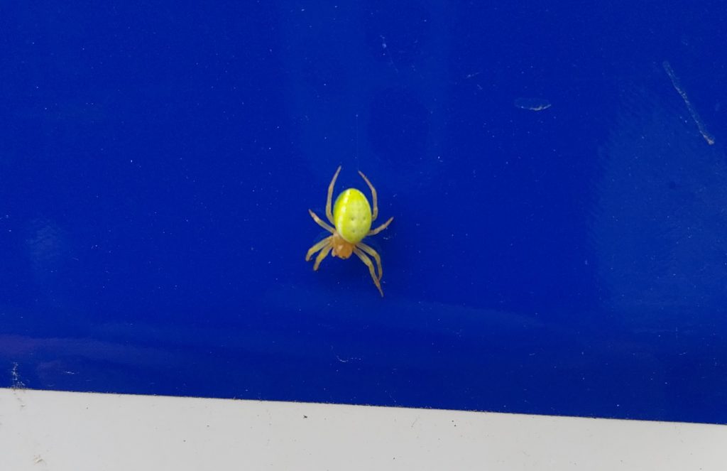 A bright green spider sitting on a blue van sticker.