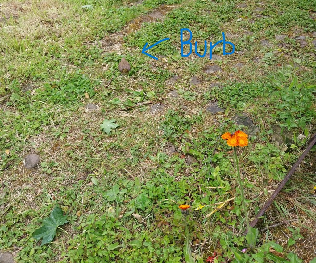 A small brown bird almost blends in with the ground as it hops along.